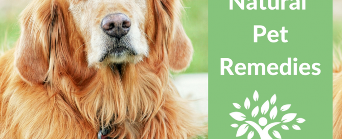 natural dog vomiting and diarrhea remedies