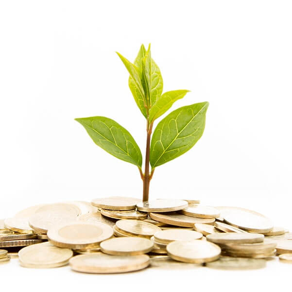 image of leaves growing out of pile of coins